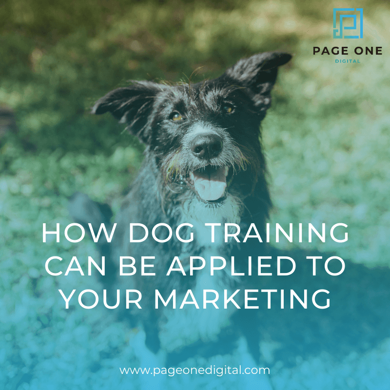 How Dog Training Can Be Applied to Your Marketing